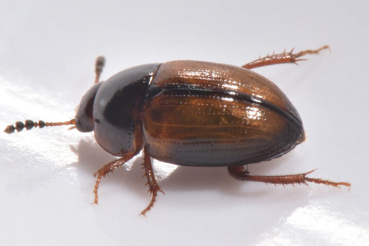 Leiodidae: Leiodes calcarata (Erichson, 1845) (cf)